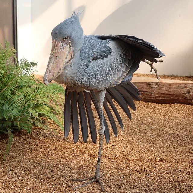 「すごいポーズ！」ハシビロコウの”ちょっと珍しい”〇〇する姿に反響