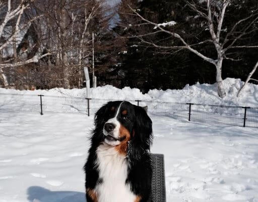 東京では見られない絶景！ 滝沢カレンが我が家のワンコと雪遊び！