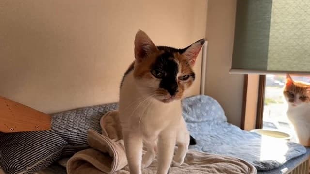 まるで猫界の女将さん？”猫と遊べる温泉旅館”、20歳目の前の三毛猫の姿で癒しを届ける！