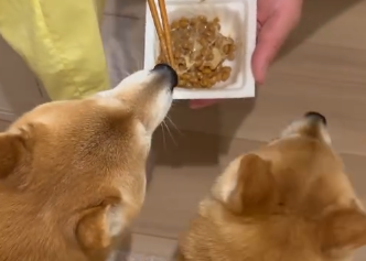 「納豆狙いで大集合!?」豆柴・にこちゃん＆たまちゃん、食いしん坊な一幕にファン悶絶！