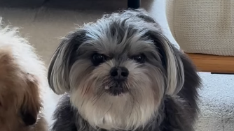 浅田美代子が愛犬ネムの“観念さん”動画を公開！癒しの行動にファンもほっこり