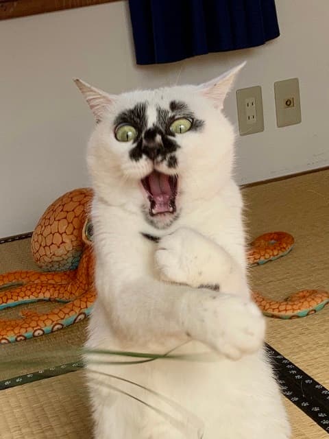 「猫かどうかも怪しいな...？」”ビビって訳がわからなくなってる猫”の衝撃的な表情が話題に！