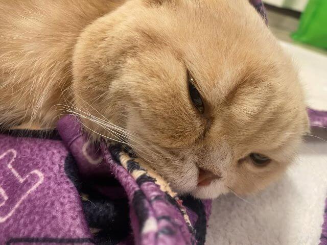 ふにゃ～ん顔が可愛すぎる。高城れにがシェアした“ぜっちゃん”の癒しショット！