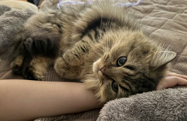 「あざとすぎんか？」グラビアアイドル・東雲うみが愛猫の写真をシェア。可愛すぎるポーズと話題に