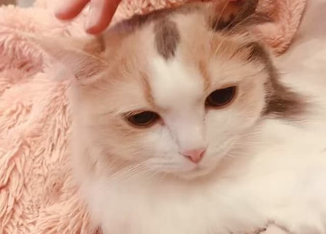 「無限ループ再生しちゃいます」女性声優が歌付きで愛猫の”ゴロゴロ”ムービーを投稿！