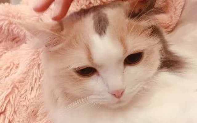 「無限ループ再生しちゃいます」女性声優が歌付きで愛猫の”ゴロゴロ”ムービーを投稿！