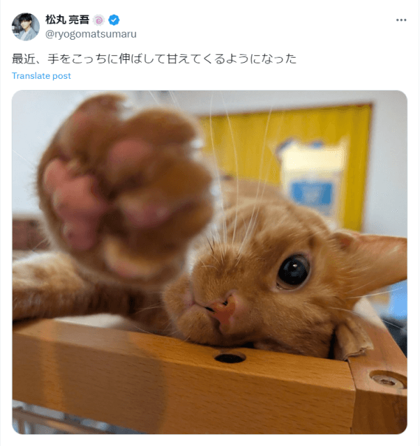 「握手会して欲しいのかな？」あのタレントの愛猫が“手伸ばしポーズ”で誘惑中
