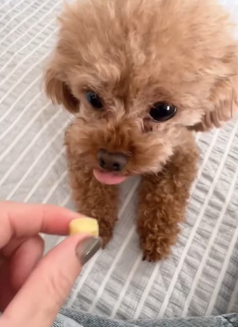 元レスリング選手 吉田沙保里 愛犬におやつをあげる！可愛いと話題に