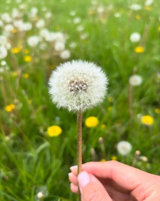 根本美緒、河川敷で春を満喫。ふわふわたんぽぽと中学女子野球の当番に励む日常。