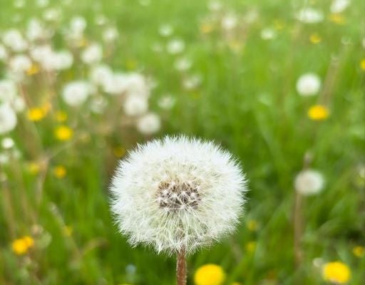 根本美緒、河川敷で春を満喫。ふわふわたんぽぽと中学女子野球の当番に励む日常。