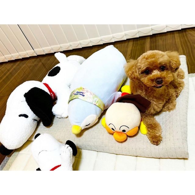 「どれがむぎちゃん？」中京テレビ・阿部芳美アップのぬいぐるみに囲まれた愛犬ショットが可愛すぎる！