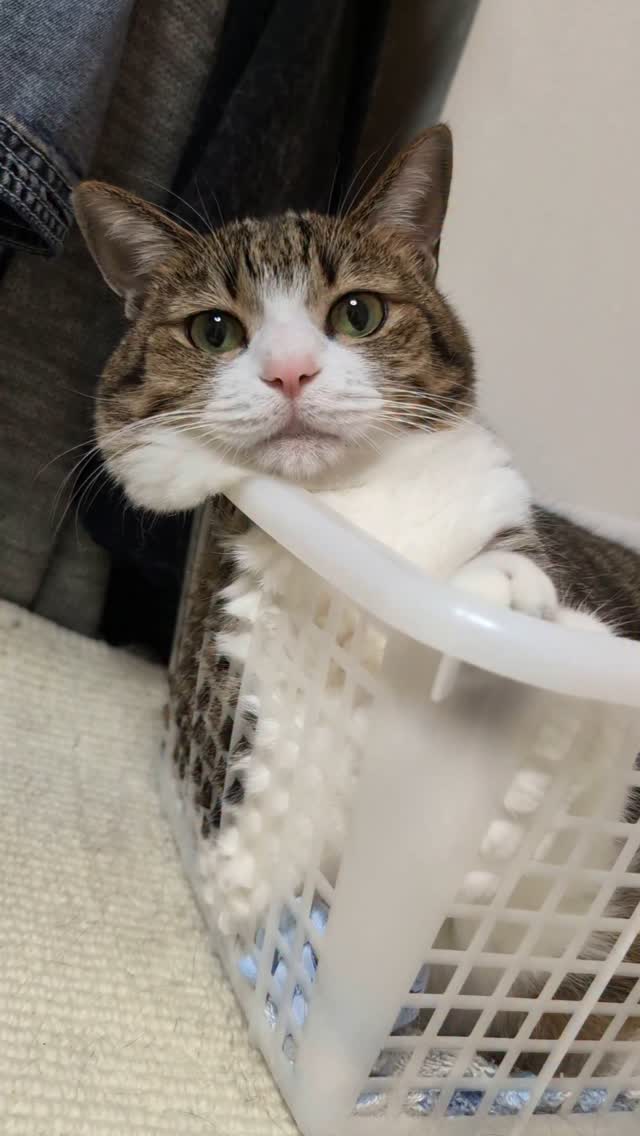 Suzume Cat「めっちゃ触りたい！」カゴの頬肉溢れる姿が可愛いと話題