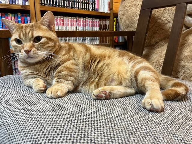 「もはや貫禄しかない」さらば 森田が会長（猫）の誕生日を祝福