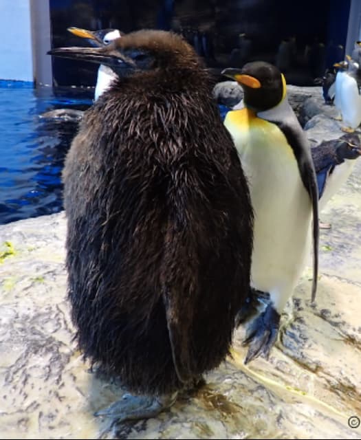 キングペンギンのヒナ「エディ」、20kg超に成長！下関・海響館が最新ショット公開