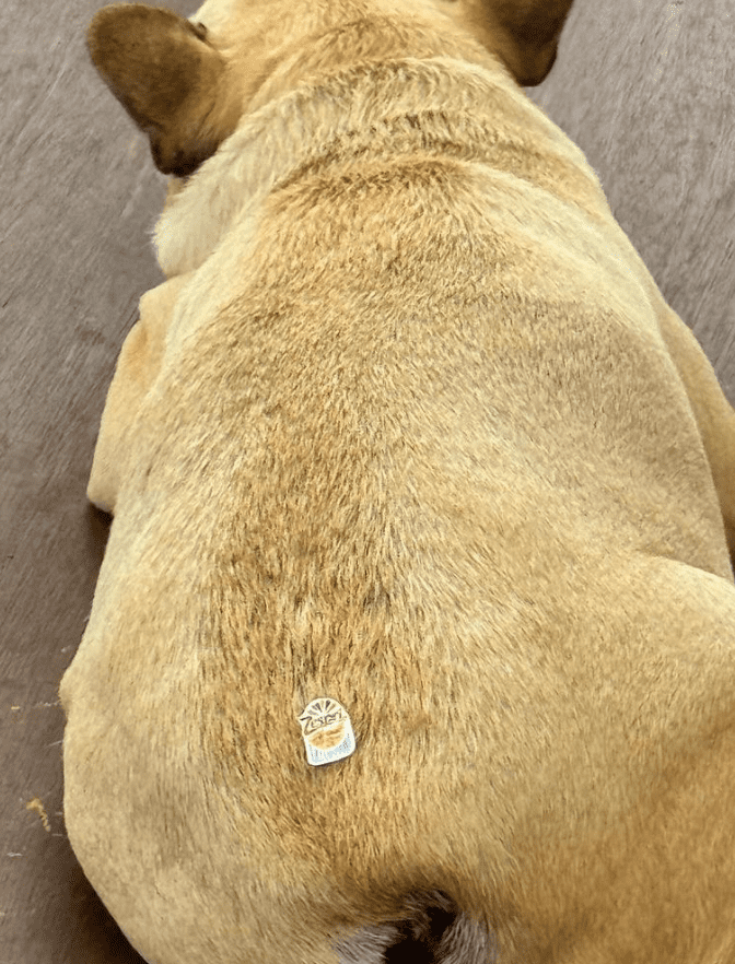 北斗晶のほっこり投稿が話題「可愛いおしりですね」