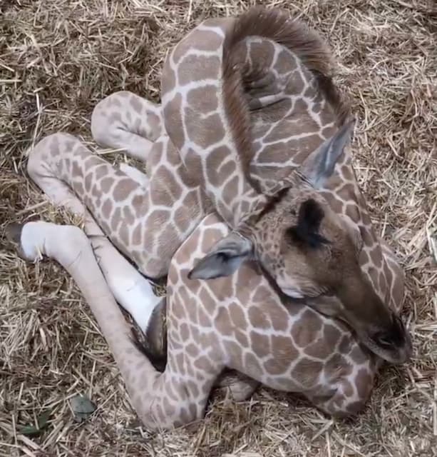 「埼玉県こども動物自然公園」キリンの赤ちゃん、すやすや…安心の“おひるね姿”にほっこり