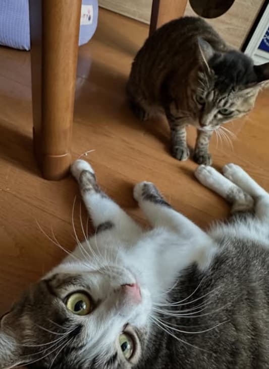 「わぉ！！」ロングコートダディ・堂前透が愛猫の躍動感ある戯れ合いの結末にファンびっくり！？