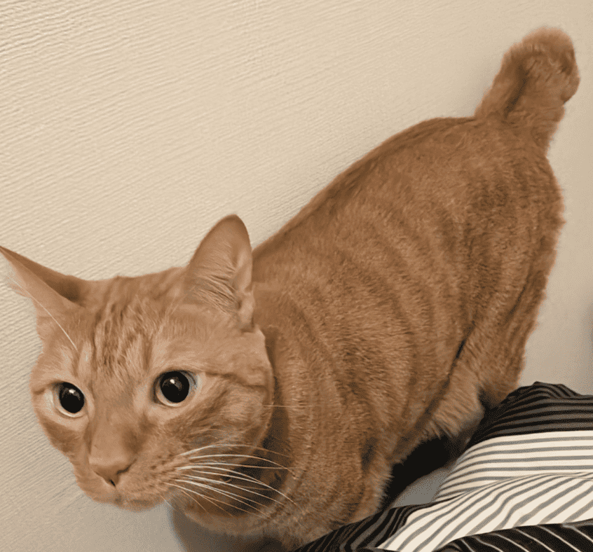 発熱で寝込んでいる松丸亮吾の様子見に来たのは猫！？