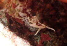 小さな海の不思議！鴨川シーワールドで“アカホシカニダマシ”を探そう！