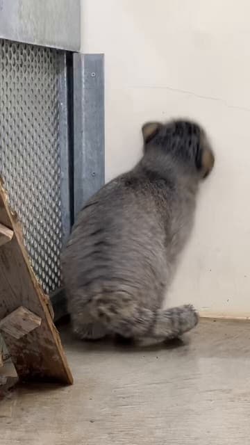 「カクカク可愛い」那須どうぶつ王国が環境に慣れてきたマヌルネコの様子を公開