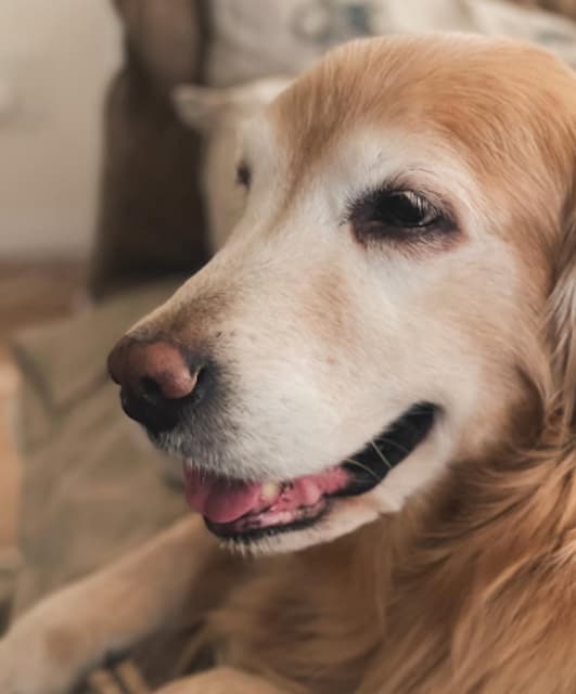 石田ゆり子『今朝の雪に笑顔』新年の日常がゆっくりと始まる朝