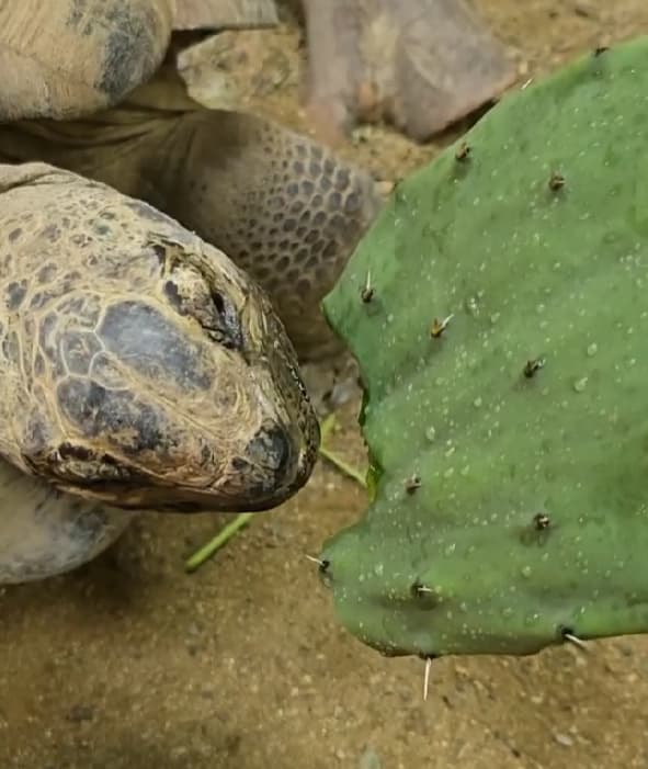 「バリ シャキッ!」天王寺動物園、カメがサボテンを食べる姿が“尊すぎる”と話題に