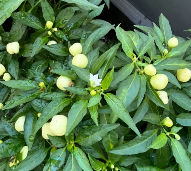 お笑い芸人 アンガールズ田中 トウガラシの成長記録を公開！「一気に実がついてきました。」