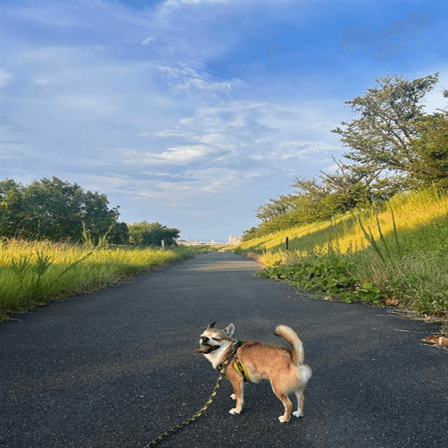 長澤メイが「愛犬チワワ」とオフシーンを満喫！