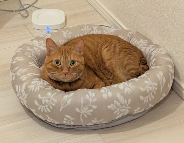 「点滴が効いたのか、今は元気そうで一安心」松丸亮吾の愛猫が元気になる