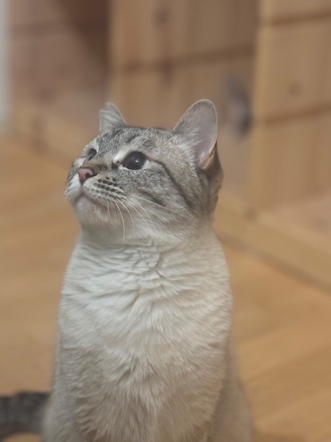 車いすバスケ・北田千尋が元野良猫との暮らしで新発見！？愛らしい同居猫の写真を公開！