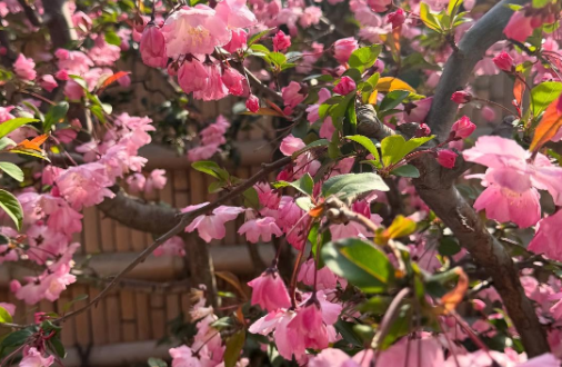 「ハナカイドウも綺麗だけど…」堂真理子アナ、実家で咲いた花と雨の日のオフショットに称賛の声！