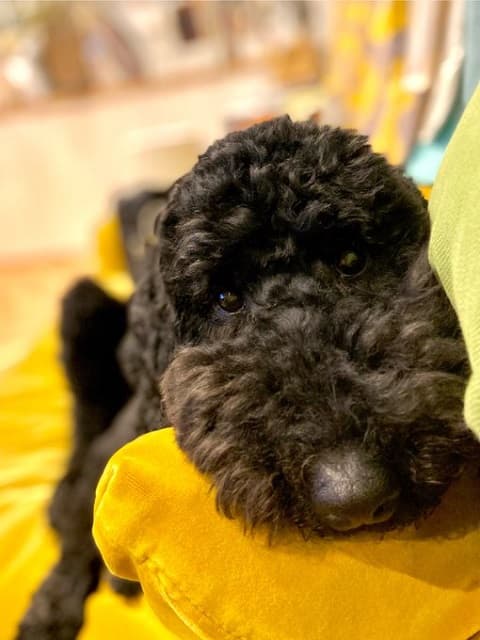 「ガン見されてました」有名強面俳優 可愛すぎる愛犬とのほっこり日常を投稿