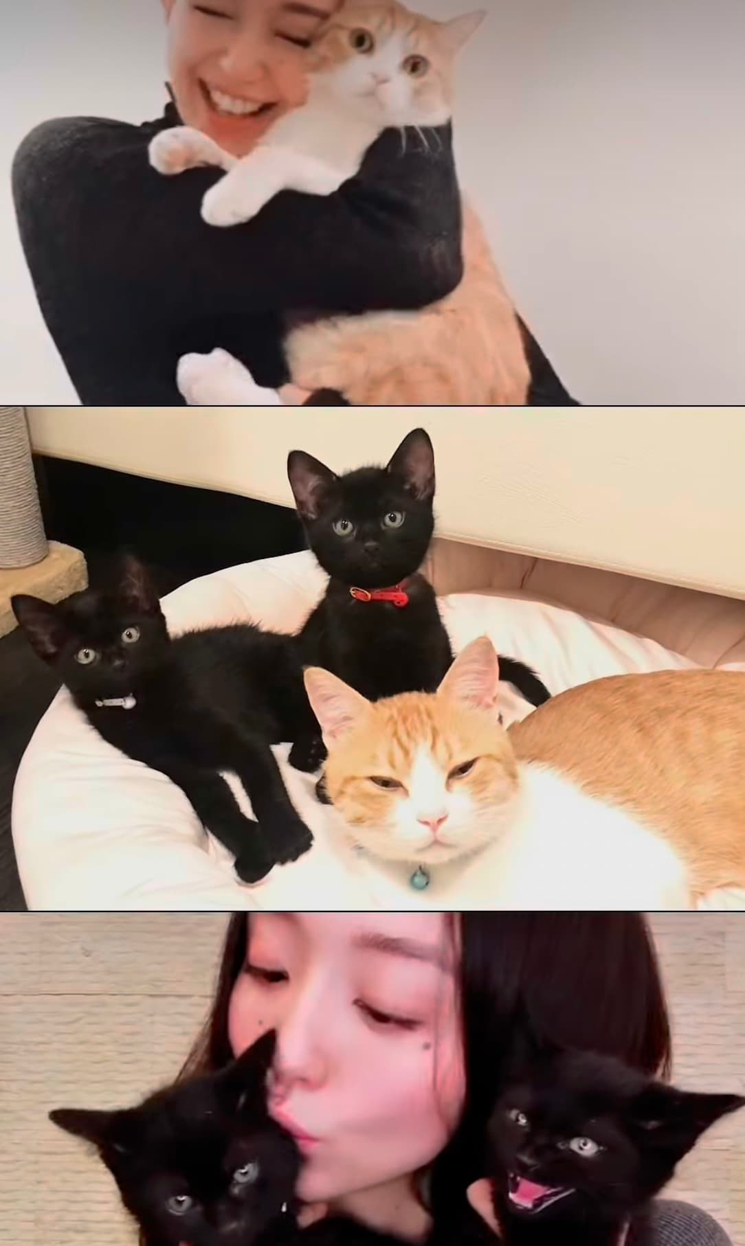 松島花、愛猫3匹を可愛がる動画にファンも笑顔に！「幸せ全開ですね」