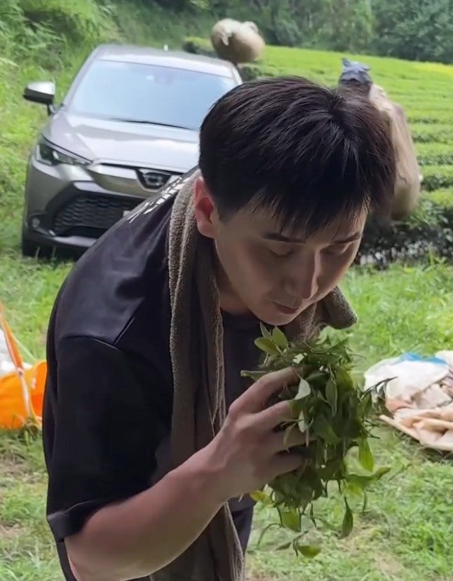 こめお、静岡で茶摘み体験「このお茶、割烹こめをで提供予定です！」