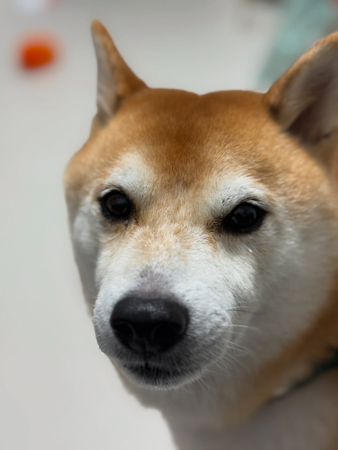 元女子バレー日本代表・大山加奈が愛犬のビフォーアフターを公開！