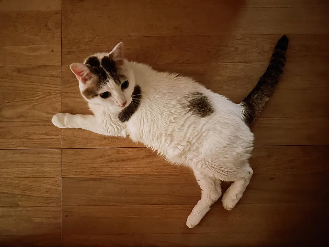 麻生要一郎、愛猫の飼い主を待つ可愛らしいエピソードを公開