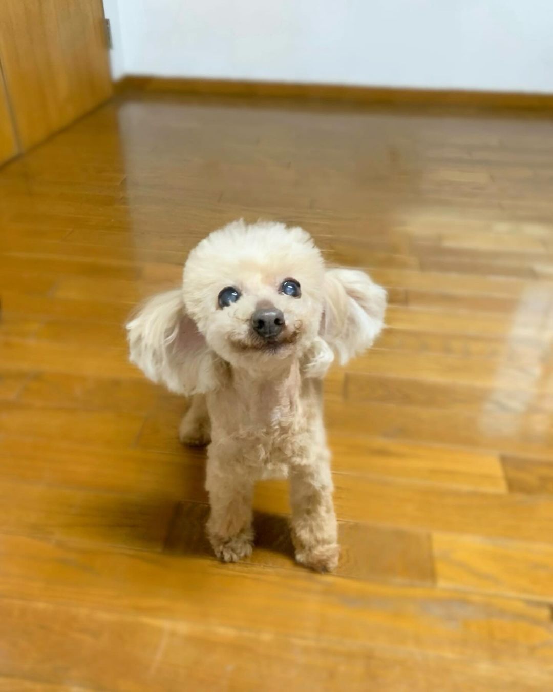 浅田真央、愛犬エアロが天国へ旅立ち