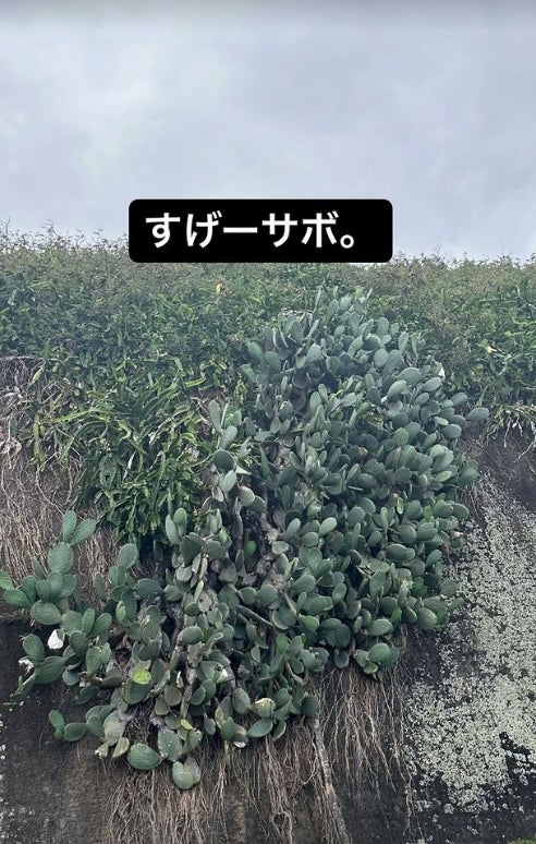 「すげーサボ。」有吉が特大サボテンを激写