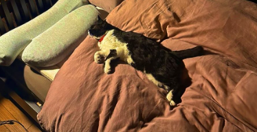 野口健、愛猫クロと枕争奪戦！「僕の枕を取らないように…」