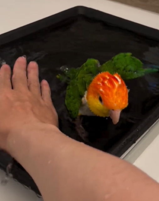 パラパラ漫画家・鉄拳 初公開のレア映像を披露！「お水の掛け合いかわいいです〜」と話題に！