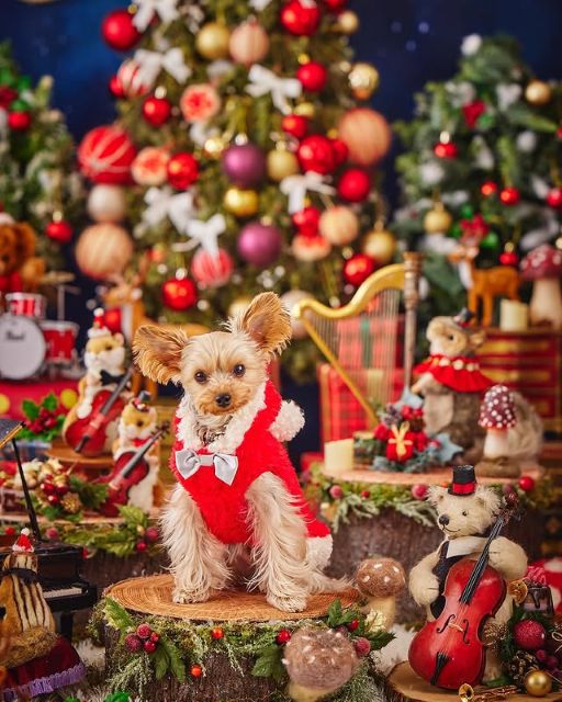 山本彩がクリスマスイブの幸せおすそ分け！愛犬りおんちゃんの激カワサンタコスにファンメロメロ