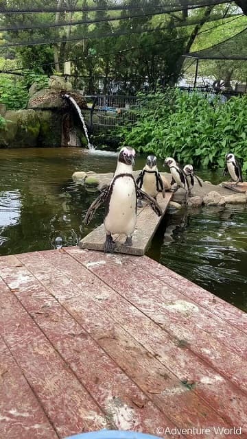 「ごはんの時間～♪」アドベンチャーワールドがペンギンたちの続々&もぐもぐムービーを公開！