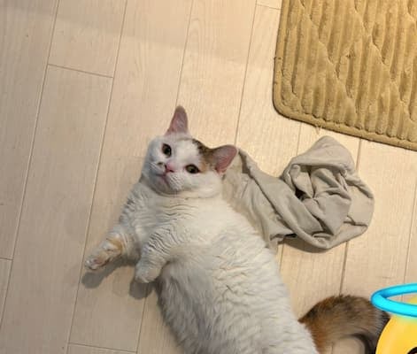 「家の中にはネコが落ちてました」プロゲーマー・どぐらが愛猫の姿をシェア