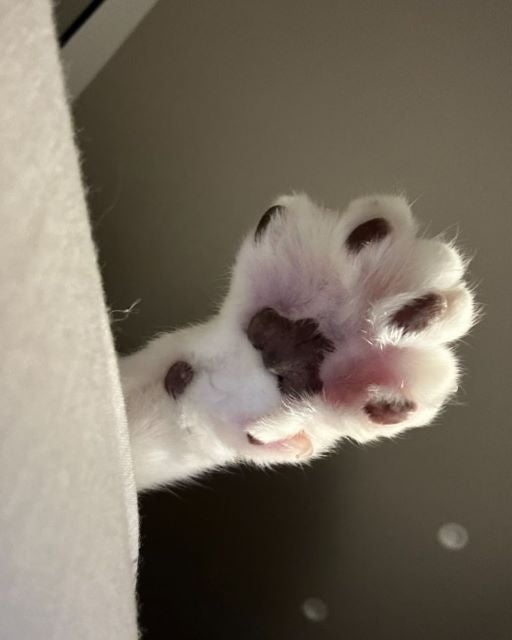 女優・吉川愛が投稿した「大切な日」とは…？