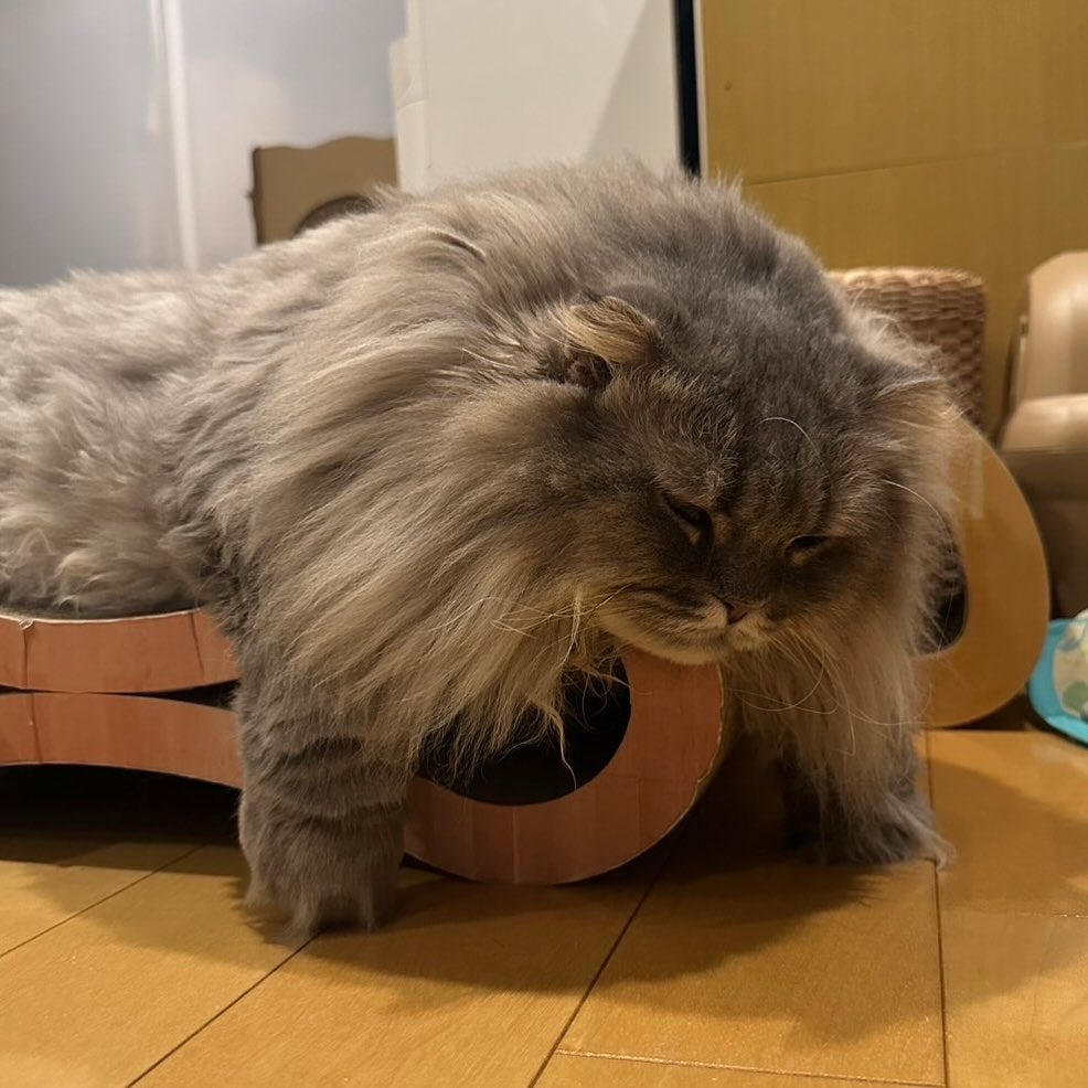 中川剛「本日の営業は終了しました！」愛猫の脱力姿が可愛すぎると話題に