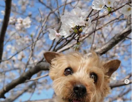 真野恵里菜の愛犬が10歳の誕生日を迎え「可愛すぎる」ショットを公開