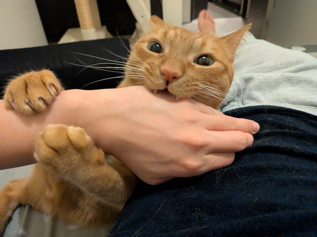 「本当に可愛い」松丸亮吾が愛猫を公開