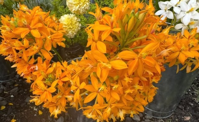 夏木マリ、横浜開港記念日に咲かせた橙の華。歴史と自由と、そして今日を見つめるまなざし