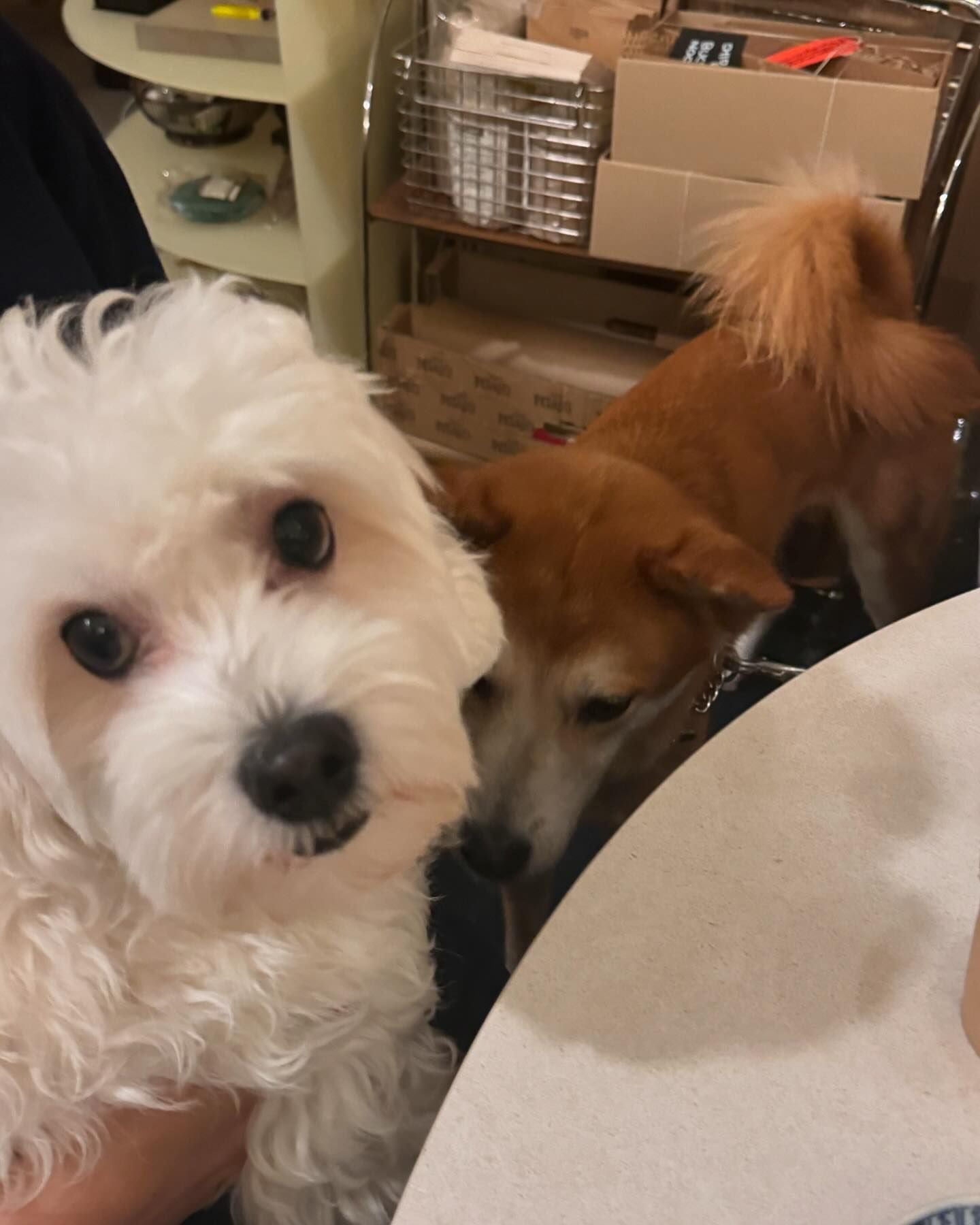 「ワンちゃんもあなたも可愛すぎ…」あの大人気韓国アイドルのワンちゃん達との写真が話題に！