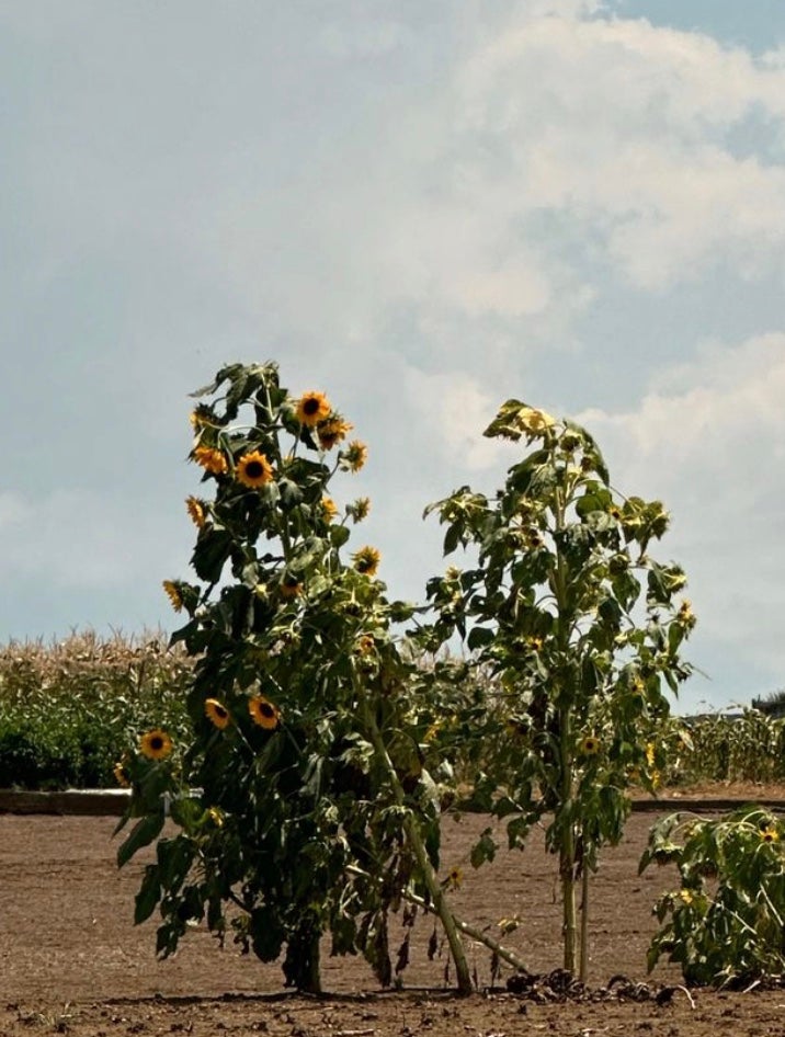 「うわぁ、暑そう……」夏らしさ満載のショットを公開！